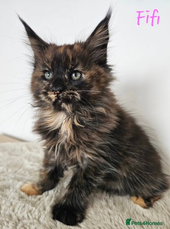 Maine Coon cats - Advert 4