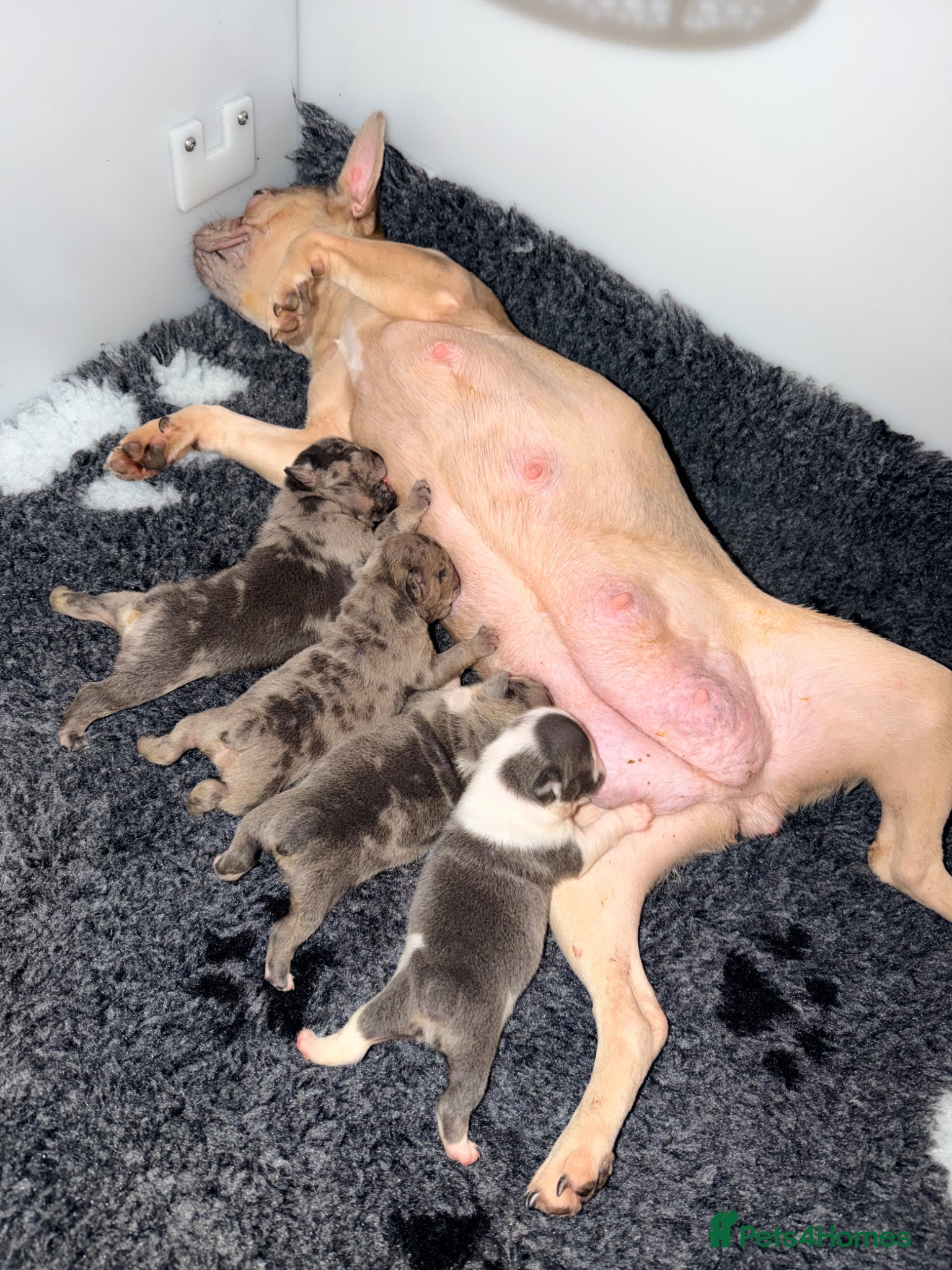Mixed Breed dogs English Bulldog X French Bulldog Hybrids - Advert 1