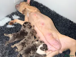 Mixed Breed dogs for sale: English Bulldog X French Bulldog Hybrids - Advert 1