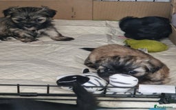 Malshi dogs for sale: Beautiful malshi puppies  - Image 18