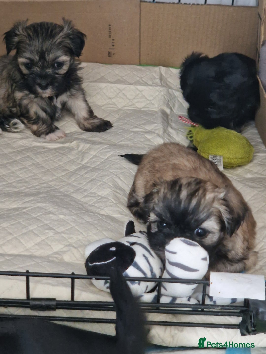Malshi dogs for sale: Beautiful malshi puppies  - Image 18