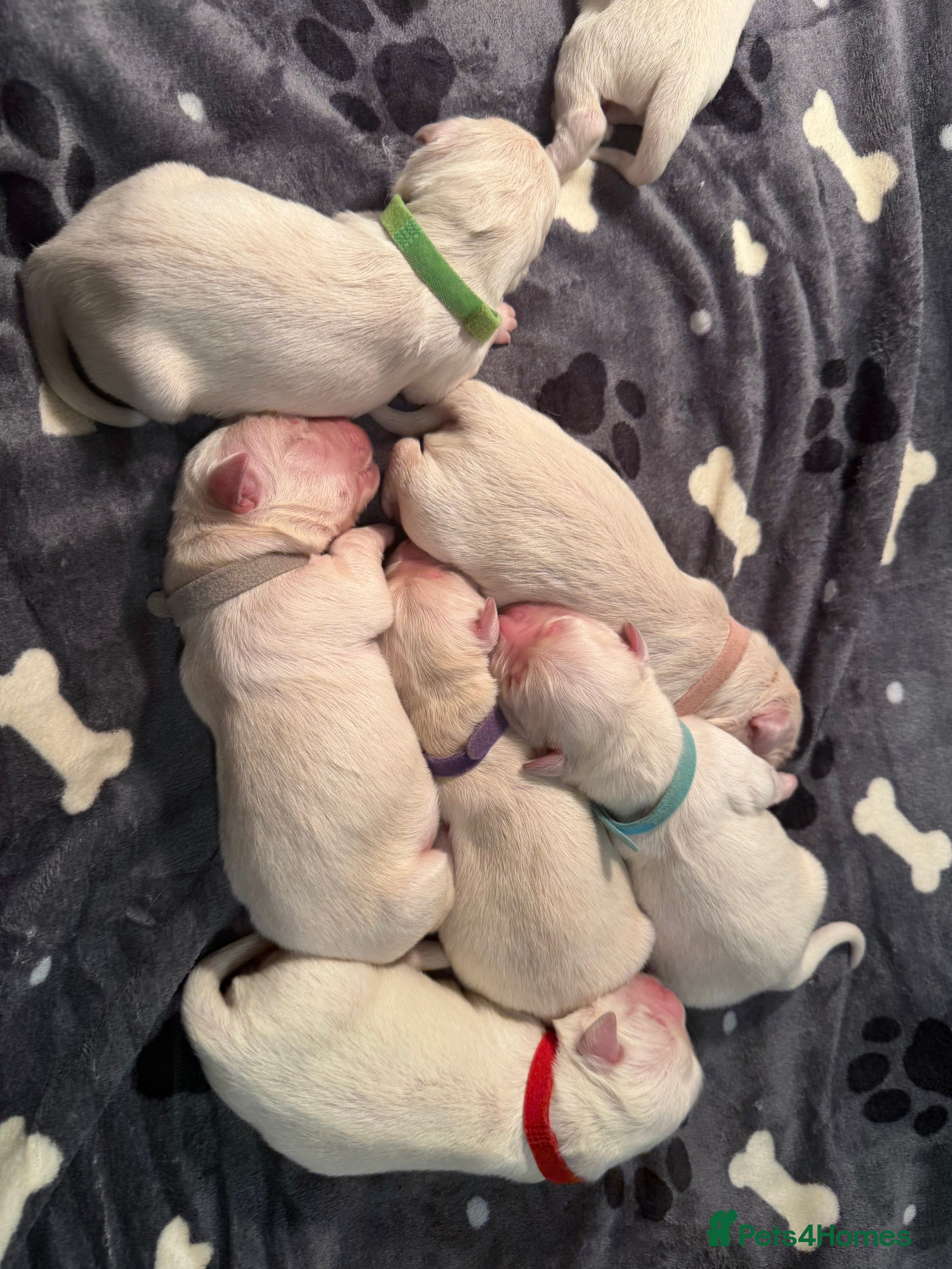 Golden Retriever dogs KC REG FULLY HEALTH TESTED CREAM RETRIEVERS. - Advert 3