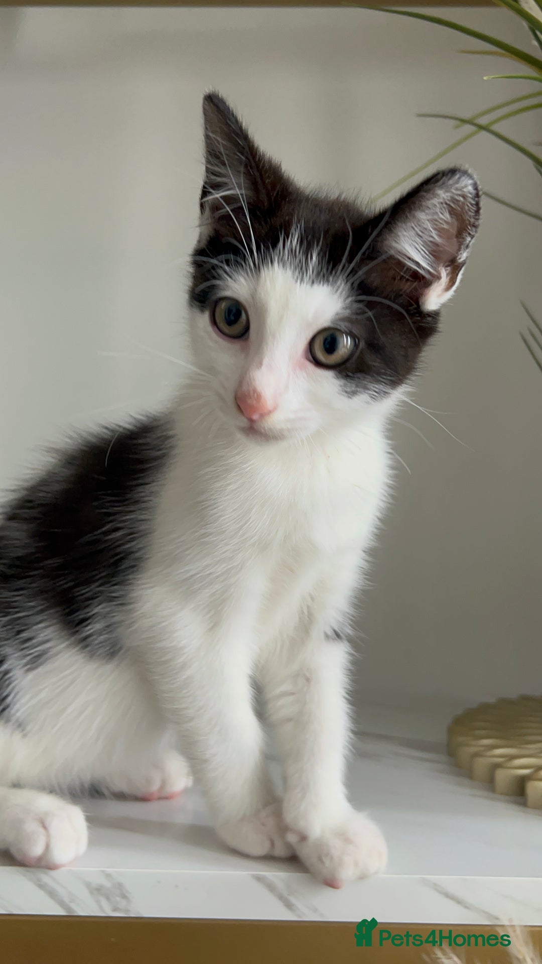 British Shorthair cats for sale: 3: beautiful kitten looking for new home in Slough - Image 4