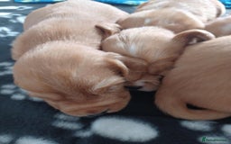 Cocker Spaniel dogs for sale: Kc registered cocker spaniel puppies - Image 9