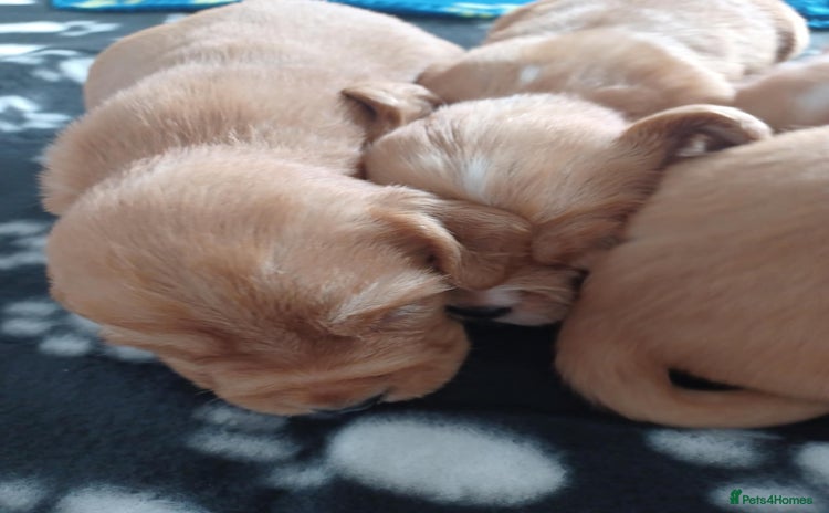 Cocker Spaniel dogs - Advert 2