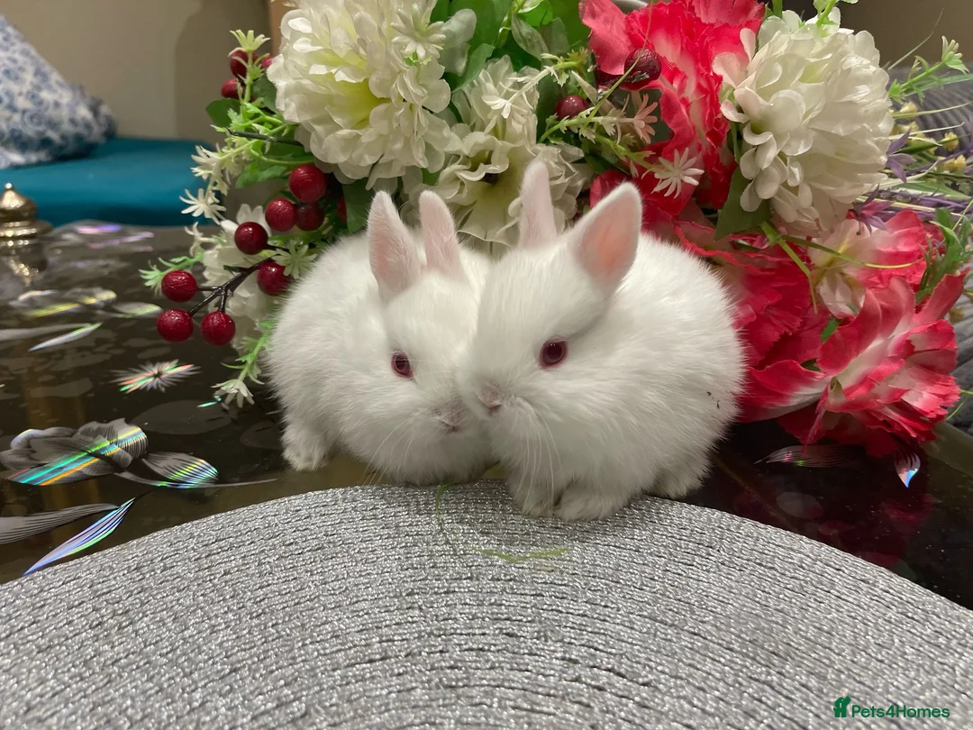 Netherland Dwarf rabbits for sale: Netherland Dwarf Bunnies  - Advert 3