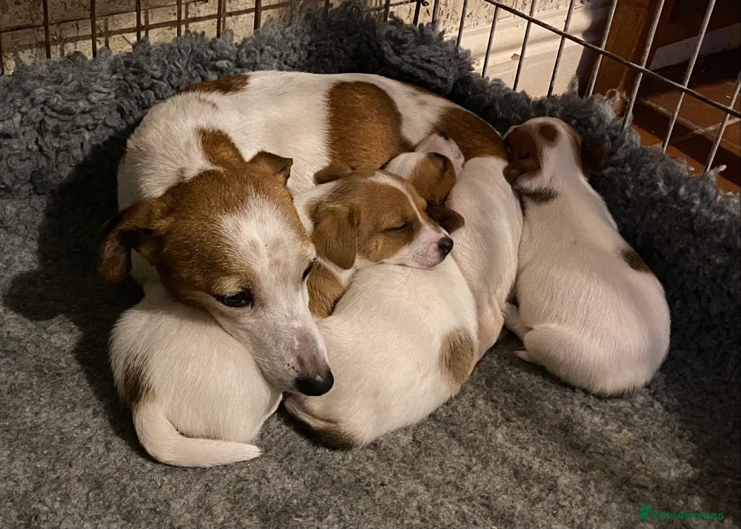 Jack Russell dogs for sale: Jack russell puppies - Advert 4