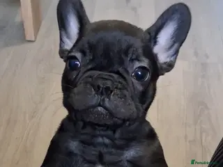 French Bulldog dogs 8 stunning french bulldogs - Advert 12
