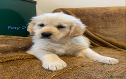 Golden Retriever dogs for sale: KC Registered Golden Retriver Puppies - Image 7