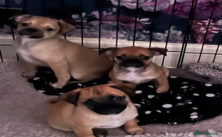 Mixed Breed dogs - Advert 3
