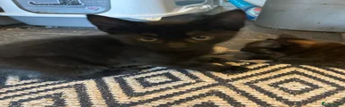 Mixed Breed Kitten 1