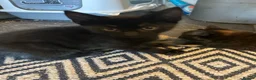Mixed Breed cats for sale: Kittens for sale  - Advert 8