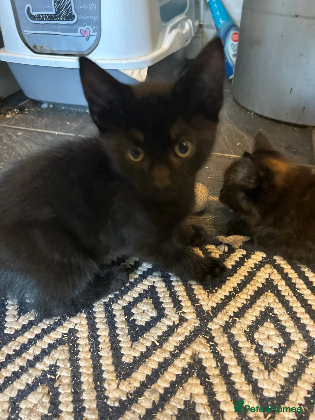 Mixed Breed cats for sale: Kittens for sale  - Advert 8