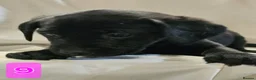 Labrador Retriever dogs for sale: Beautiful Black & Golden Labrador Puppies  - Advert 3