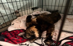 Mixed Breed cats for sale: beautiful kittens looking for forever loving homes - Image 8