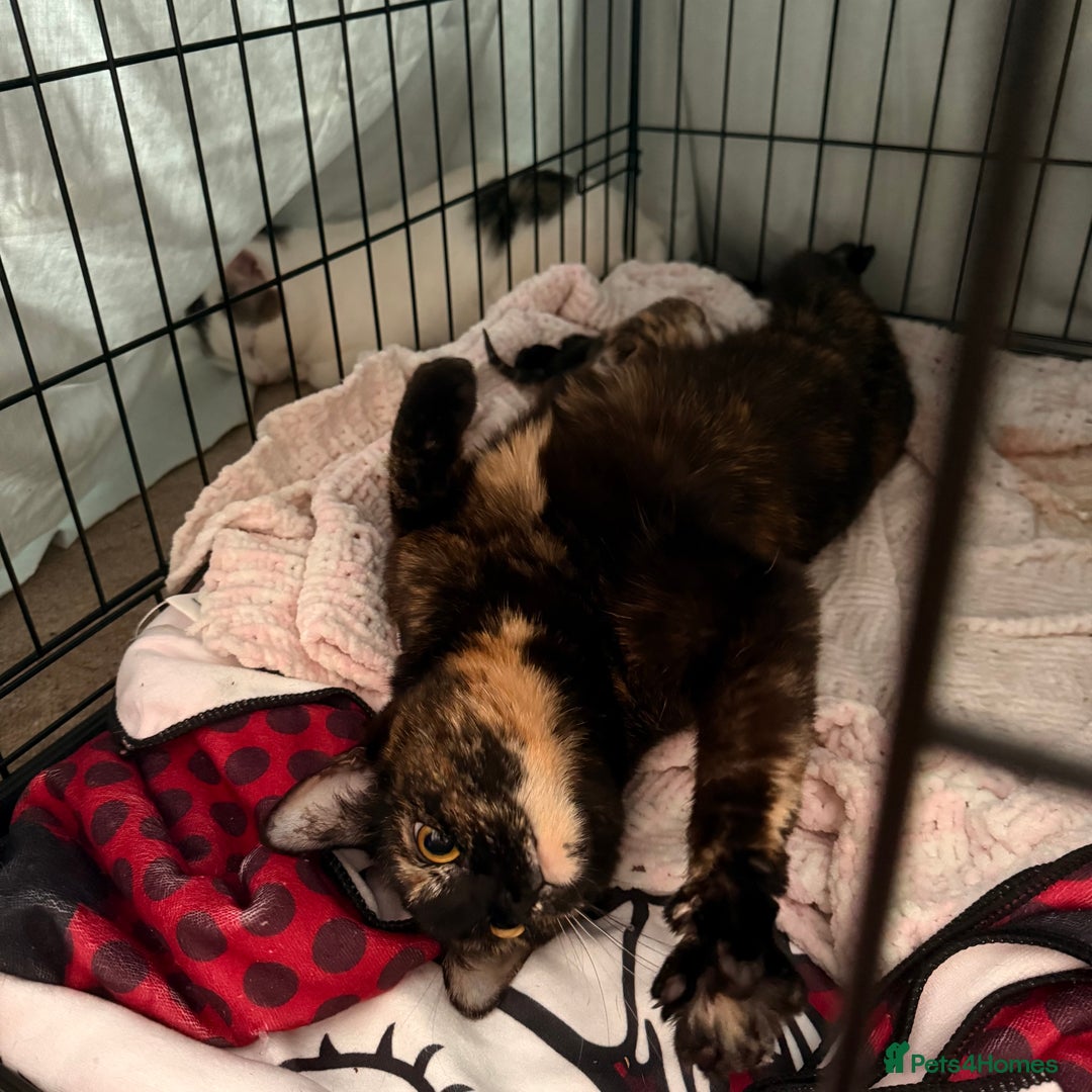 Mixed Breed cats for sale: beautiful kittens looking for forever loving homes - Image 8
