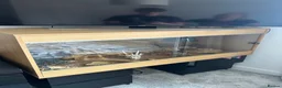 Leopard Gecko reptiles for sale: Leopard gecko and enclosure STEAL! - Advert 2