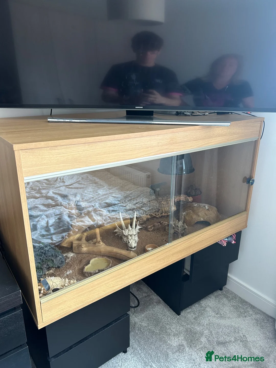 Leopard Gecko reptiles for sale: Leopard gecko and enclosure STEAL! - Advert 2