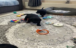 Labradoodle dogs for sale: Gorgeous black labradoodles - Advert 9