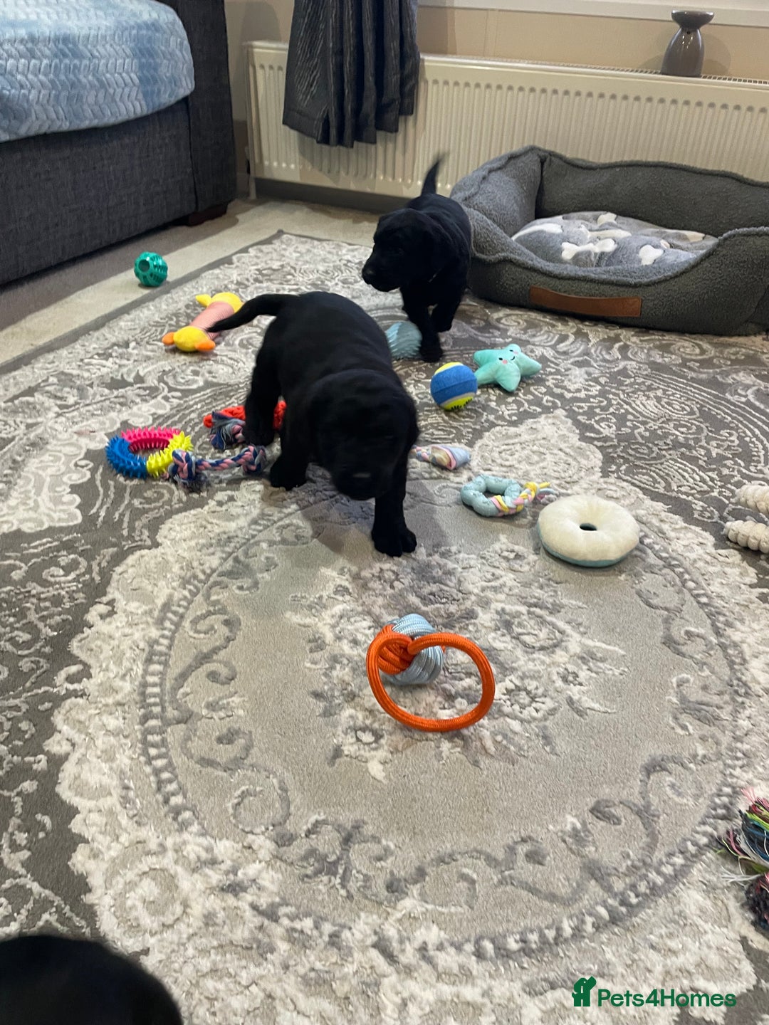 Labradoodle dogs for sale: Gorgeous black labradoodles - Advert 9