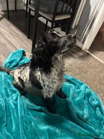 Cocker Spaniel dogs - Advert 1