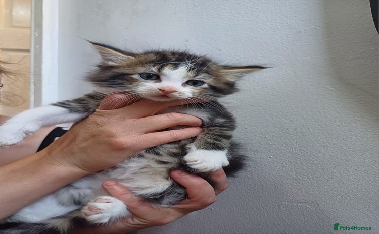 Maine Coon cats - Advert 7