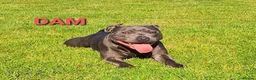 Staffordshire Bull Terrier dogs for sale: Show Quality Champions bloodline staffy puppies  - Advert 6