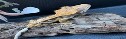 Gecko reptiles for sale: Crested gecko for sale  - Advert 7