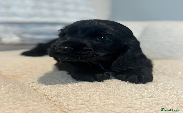 Cocker Spaniel dogs - Advert 6