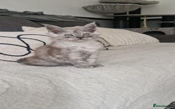 Maine Coon cats for sale: Beautiful GCCF Mainecoon kittens  - Image 20