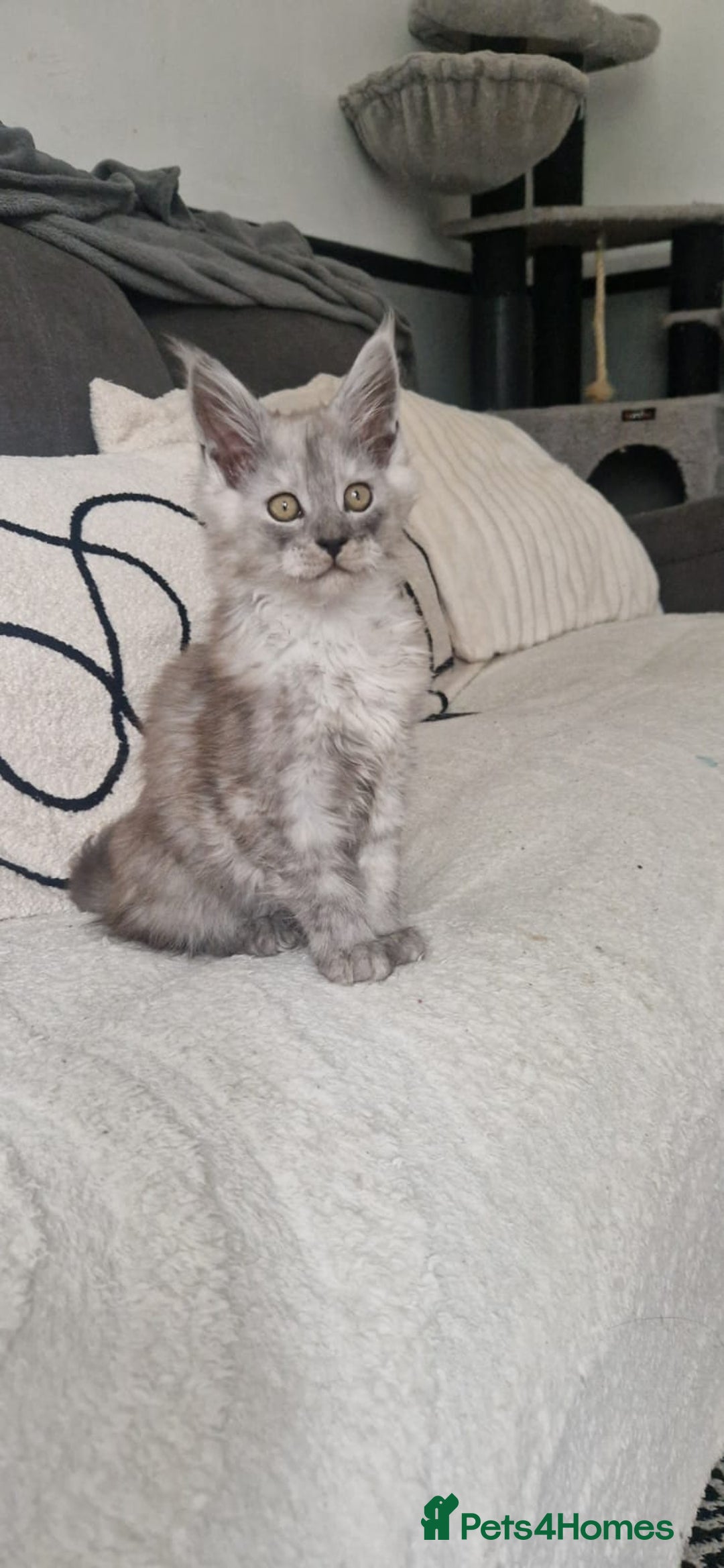 Maine Coon cats for sale: Beautiful GCCF Mainecoon kittens  - Image 20