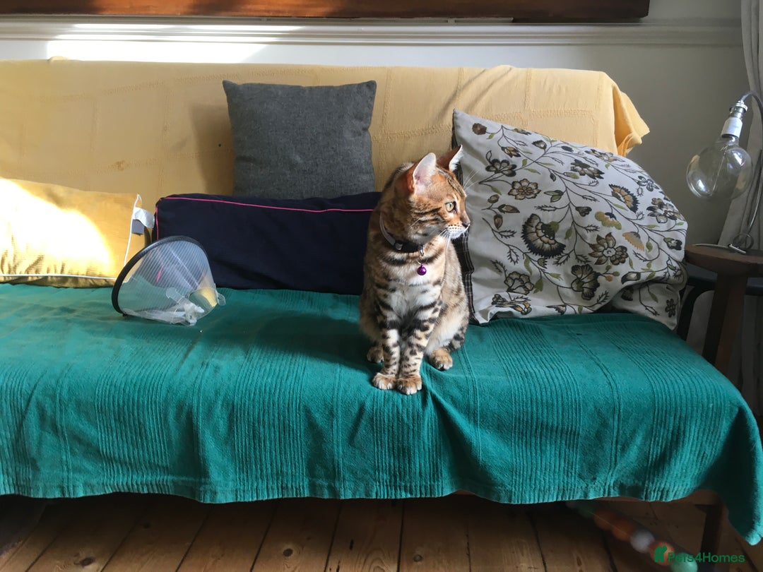 Bengal cats for sale: Pair of Bengal kittens for sale - Image 2