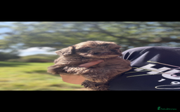 Labradoodle dogs for sale: 🐶 Labradoodle puppies for sale 🐶 - Image 4