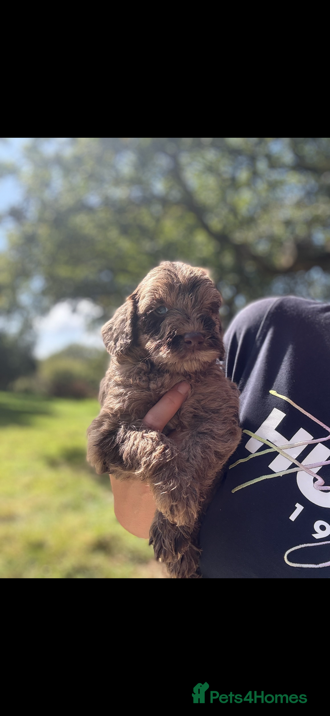 Labradoodle dogs for sale: 🐶 Labradoodle puppies for sale 🐶 - Image 4