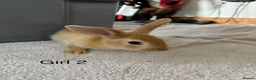 English Lop rabbits for sale: Himalayan x lop bunnies  - Advert 7