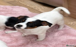 Jack Russell dogs for sale: Traditional Miniature Jack Russell Puppies! - Advert 9