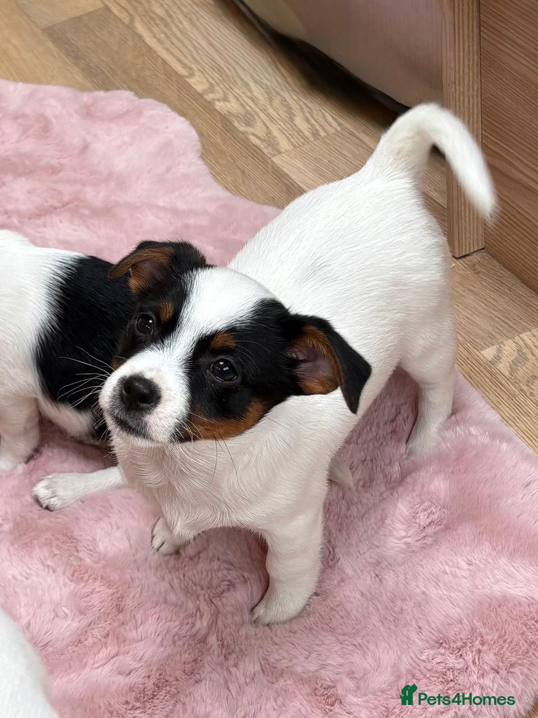 Jack Russell dogs for sale: Traditional Miniature Jack Russell Puppies! - Advert 9