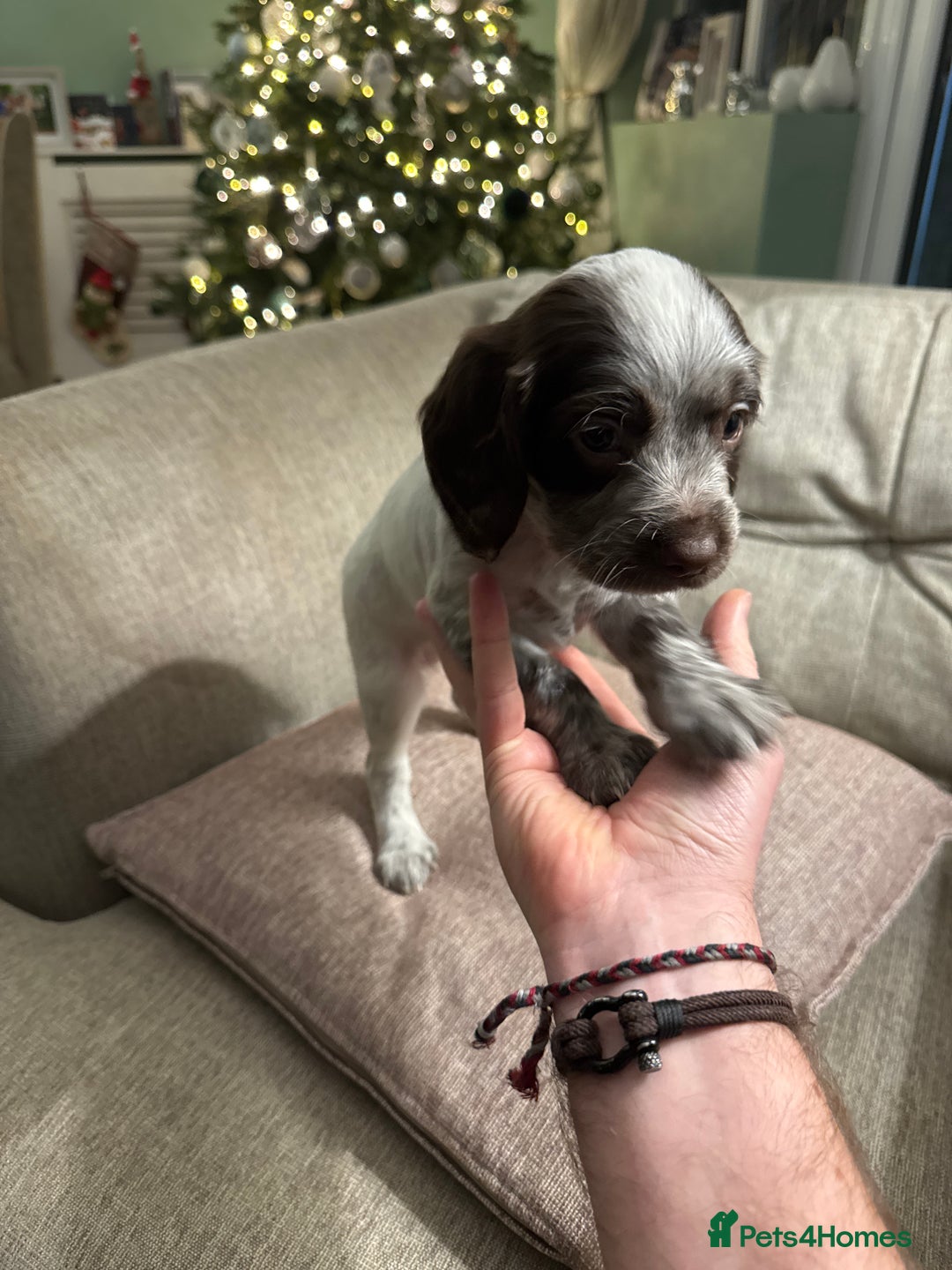 Cocker Spaniel dogs for sale: Litter of Cocker Spaniels ready for New Year - Advert 26