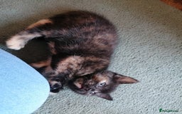Domestic Shorthair cats for sale: Stunning kittens for sale  - Image 29