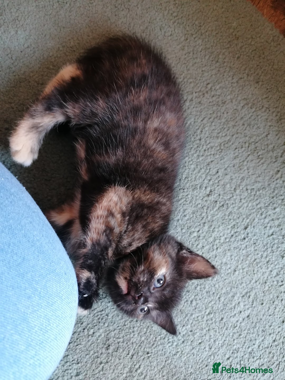 Domestic Shorthair cats for sale: Stunning kittens for sale  - Image 29