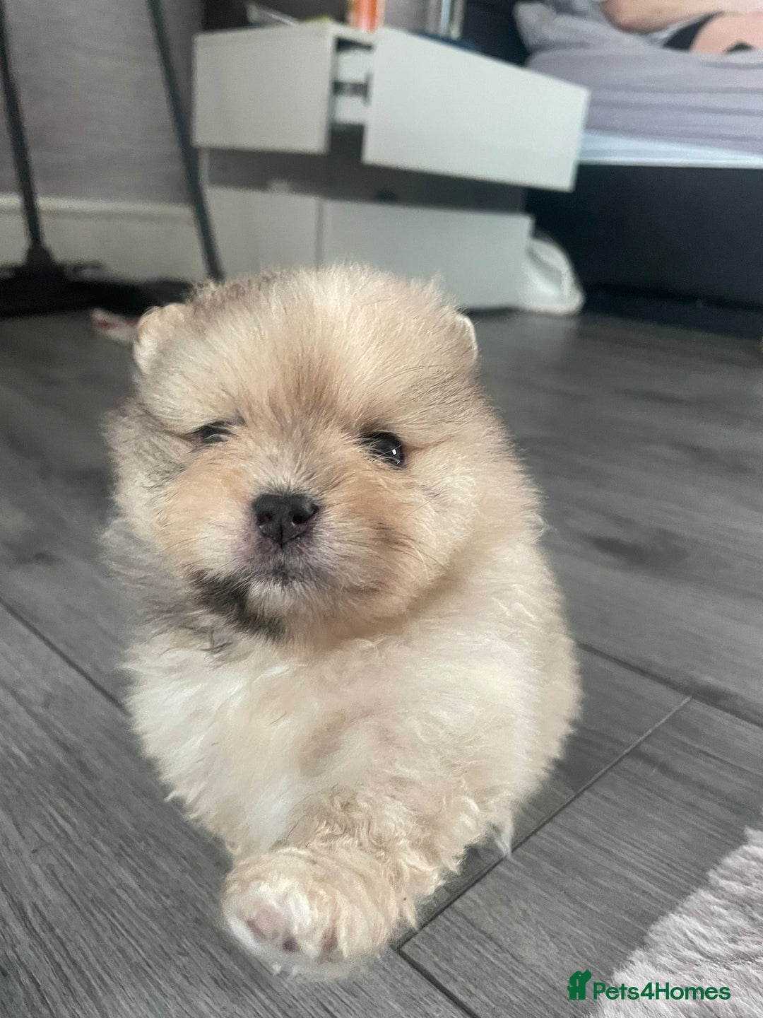 Pomeranian dogs for sale: Beautiful short legged teddy bear Pomeranian pups - Advert 4