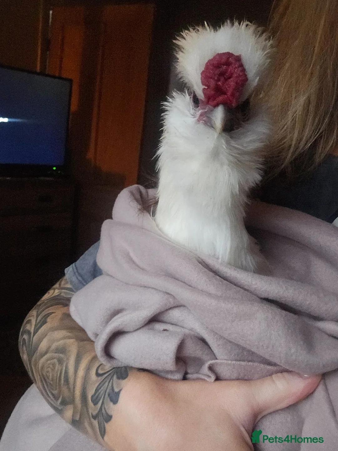 Chickens poultry for sale: Silkie cockerel for rehoming - Advert 3