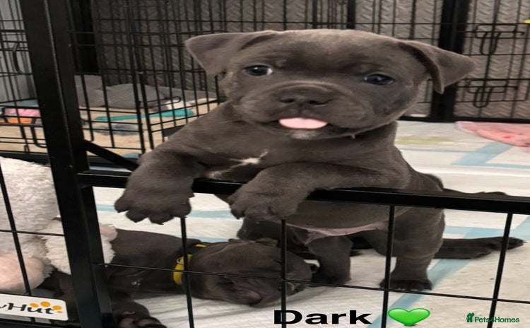 Staffordshire Bull Terrier dogs - Advert 1