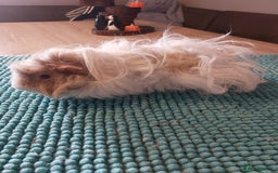 Guinea Pig rodents for sale: Lunkarya male guineapig - Image 4
