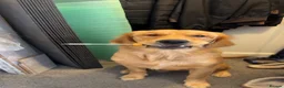 Golden Retriever dogs for sale: KC GOLDEN Retriever Boy   - Advert 4