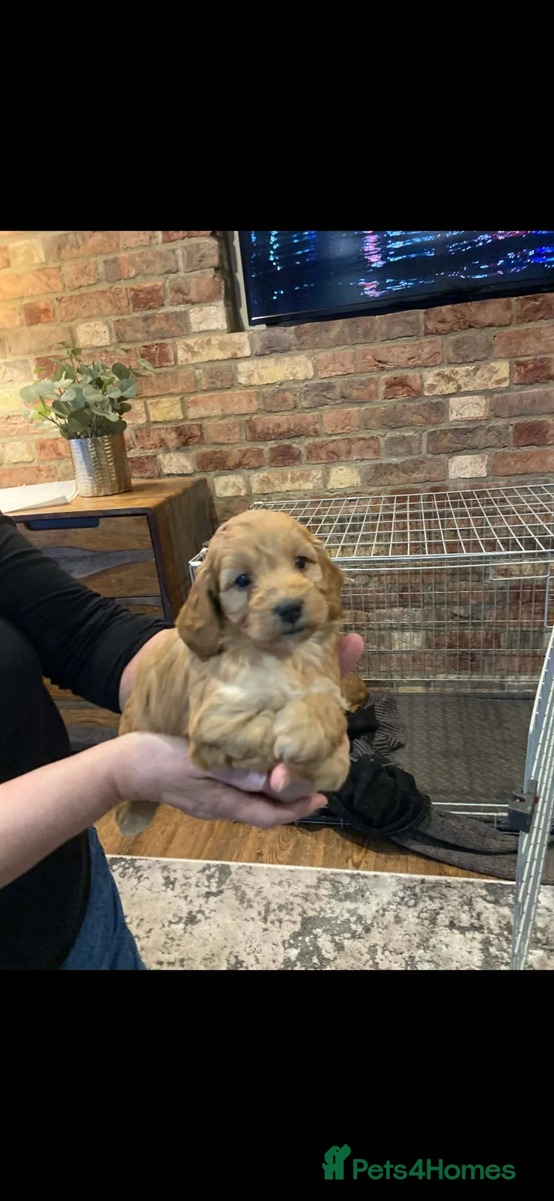 Cockapoo dogs for sale: Cockapoo puppies  - Advert 6