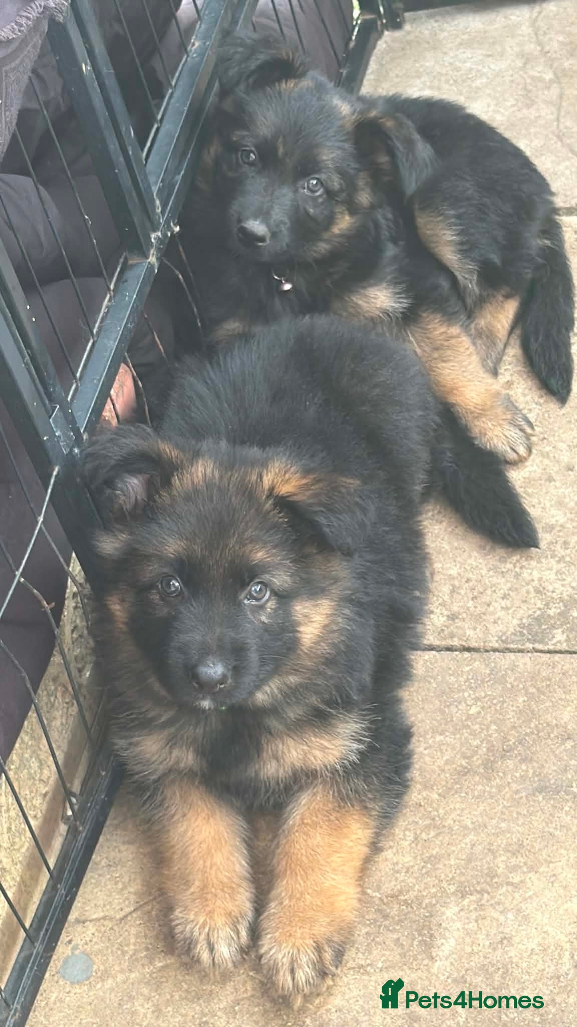 German Shepherd dogs German shepherd puppies - Advert 16