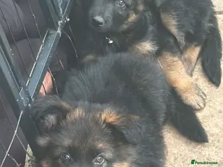 German Shepherd dogs German shepherd puppies - Advert 1