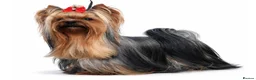 Mixed Breed dogs for sale: Yorkshire terrier ready for new homes  - Advert 24