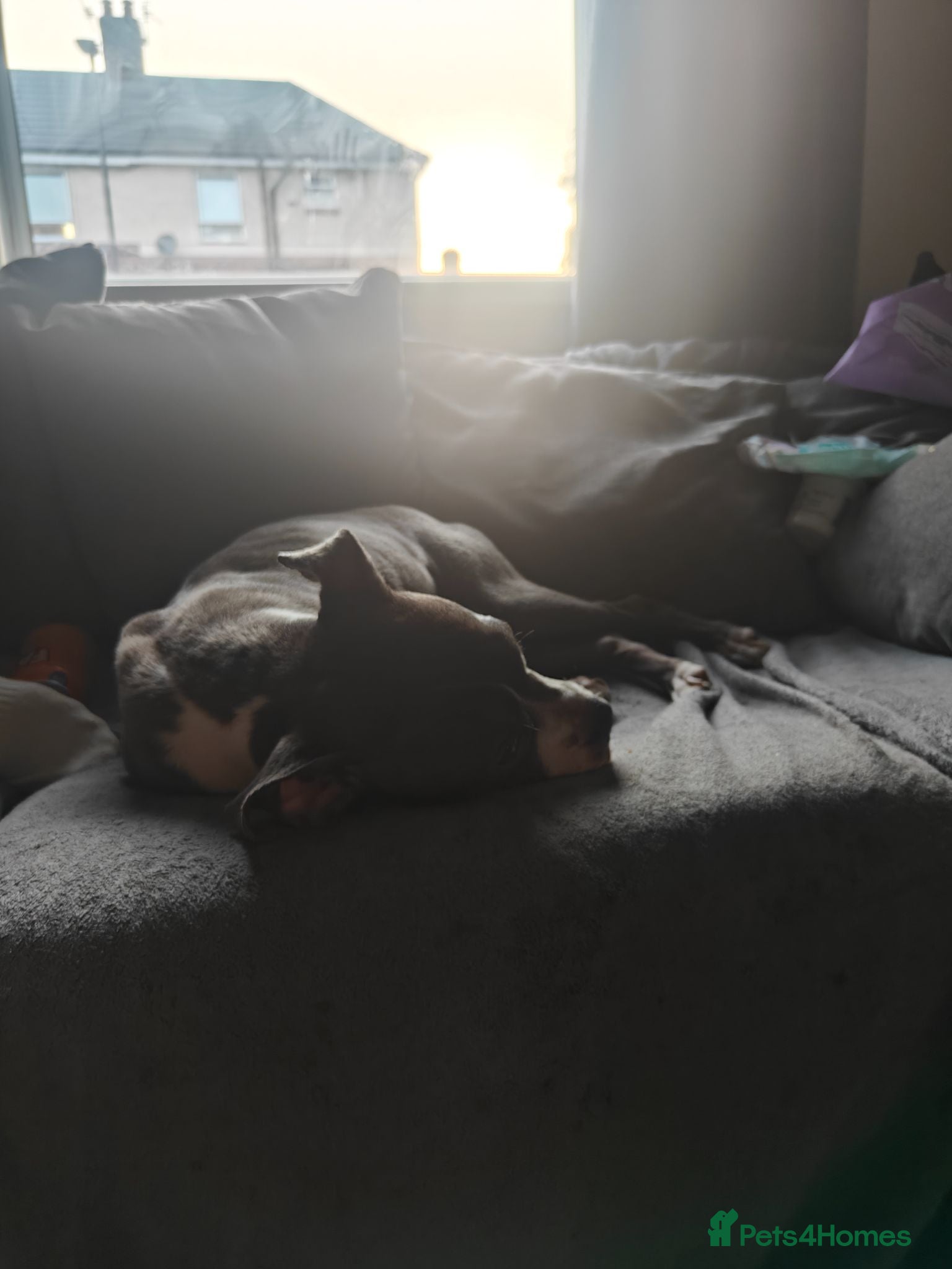 Mixed Breed dogs Blue Staffordshire bull terrier cross female - Advert 1